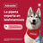 Pipettes antiparasitaires Advantix pour chiens jusqu'à 4 kg 4 unités X 0,4 ml