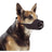 Muselière Buster en nylon pour chien, taille 2