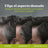 Just For Men Control Gx Grey Hair Reducer Shampooing 118 ml