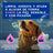 Douxo Skin & Coat Spa Shampooing apaisant pour chiens, 250 ml