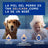 Douxo Skin & Coat Spa Shampooing anti-mue pour chiens, 250 ml