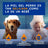Douxo Skin & Coat Spa Spray démêlant pour chiens, 340 ml