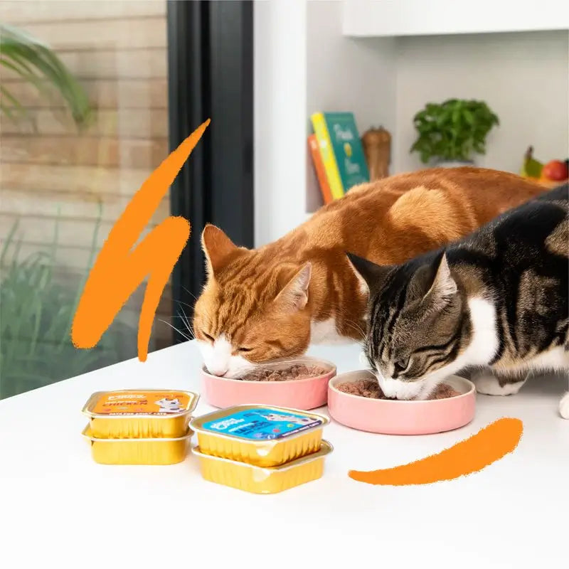 Edgard & Cooper Adult Wet Cat Food 16x85g Salmon Msc