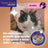 Feliway Happy Snack Goût saumon, 24 sachets