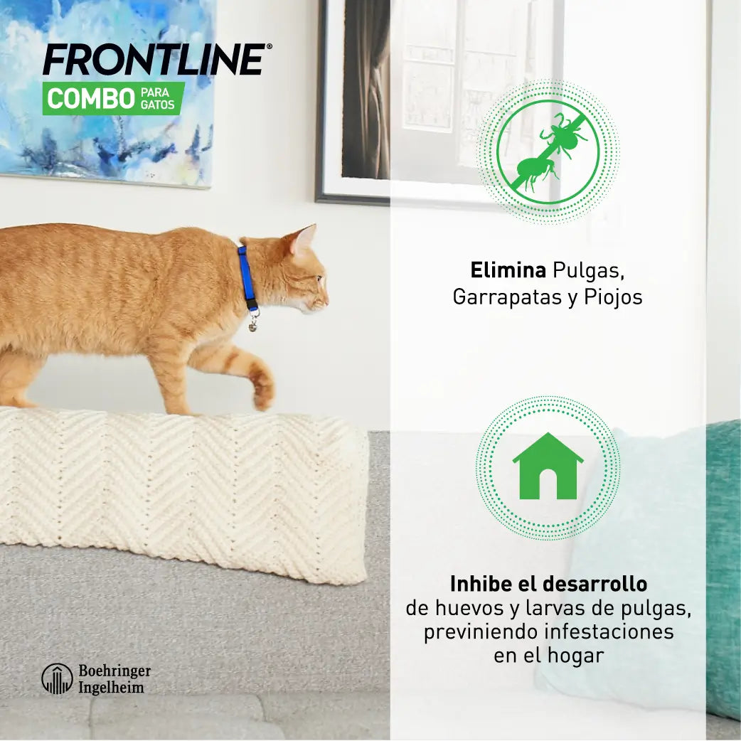 Frontline Combo Chats & Furets Spot On, 6 Pipettes x 0,5 ml