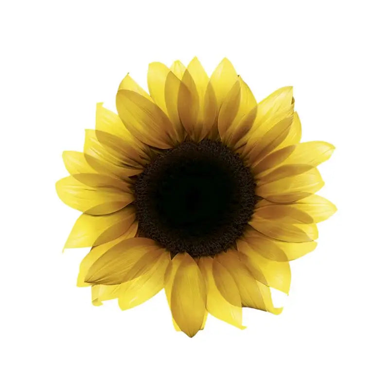 Garnier Olia colorant permanent sans ammoniaque avec huiles florales naturelles - colorant extrême D+++.