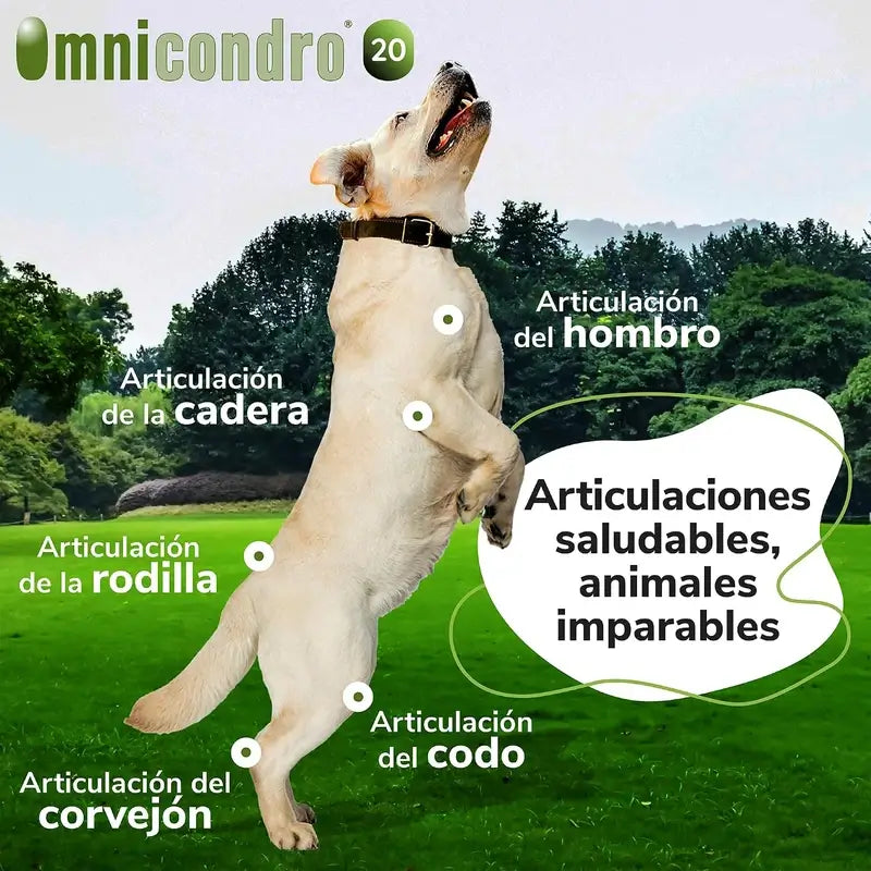 Omnicondro 20 mg, 300 comprimés