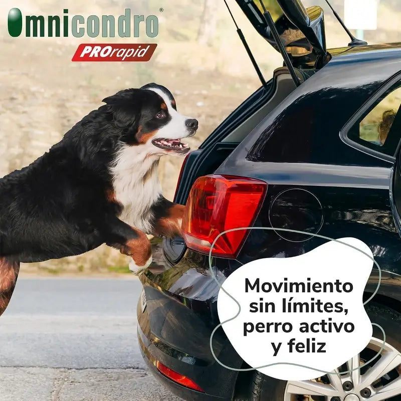 Omnicondro Prorapid, 60 Comprimés