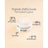 Sensilis Sensilis Peptide [Ar] Lifting Effect Sorbet Cream Normal & Combination Skin, 50 ml
