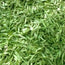 Stevia Whole Leaf Stevia Eco , 500 gr