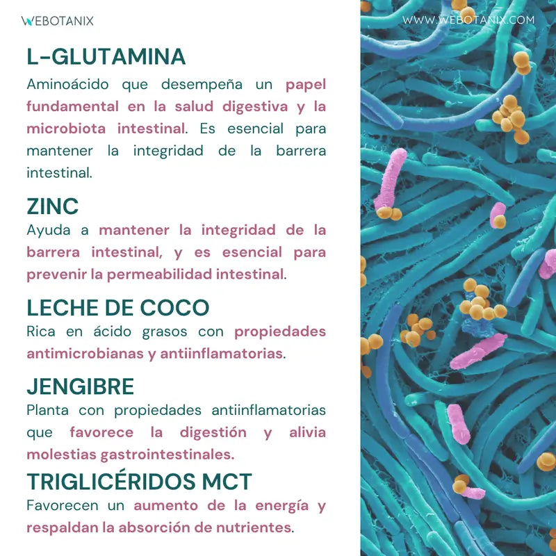 Webotanix Probiotax Microbiota, 60 gélules